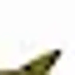 Rex1337