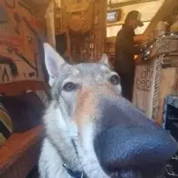 bufloppep