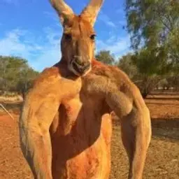 voditelbpogybam