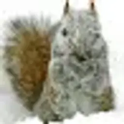 Saltito