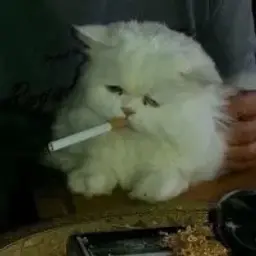 YungSabb