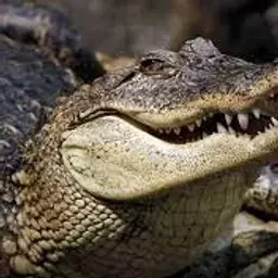 krokodilerzz