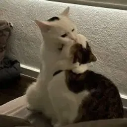 lesalove
