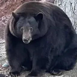 id61173666