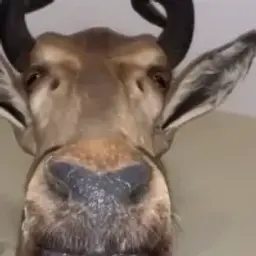 рект