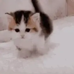 котенок_inactive5018211