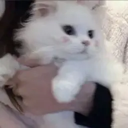 lyoshablyat