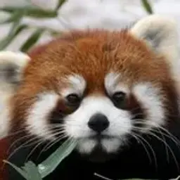 lesserpanda
