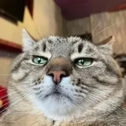 id599893498