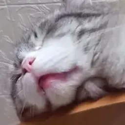 KucckaHaABATAPKE