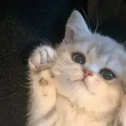 allloqi