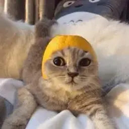 ХочуКакать