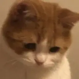 ciwie