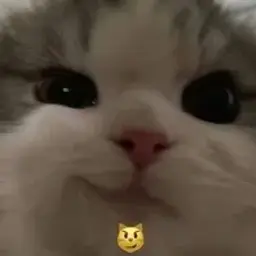 bxblxxvov