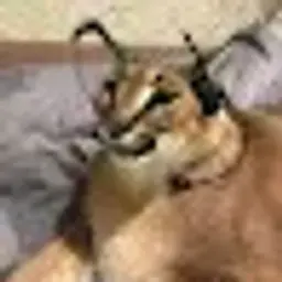 BARSIK2022