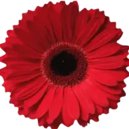 Herzeleid