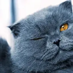 GOODCAT7777777