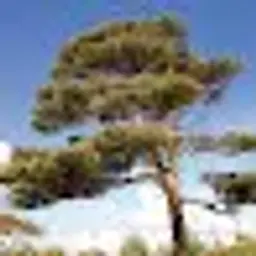 koltyrini