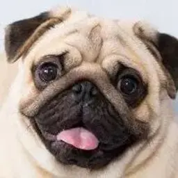 Mops_345