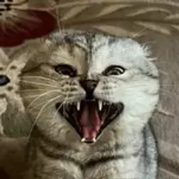 rifnz