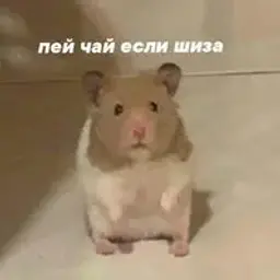 woow233