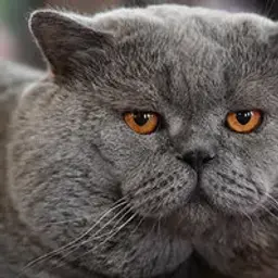 koshkietokoshki