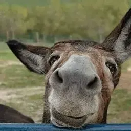 dudddaa