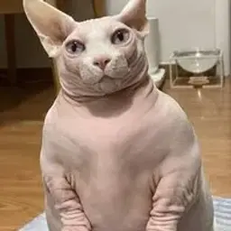 NeLWin