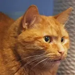kotrebenok