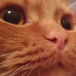 sassymen