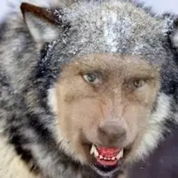 putinvolk