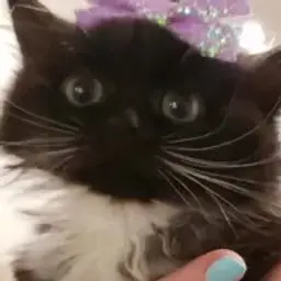 hatedotablyat