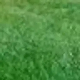 mom12345