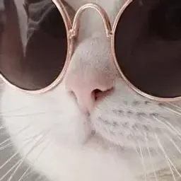 cat_in_bo0ts