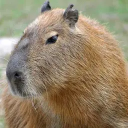 yacapybara