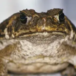 1keqa