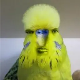 dancerotbo