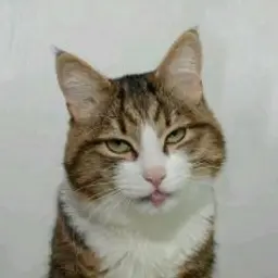 Merkyyy