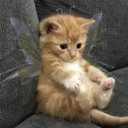 JohnyPip