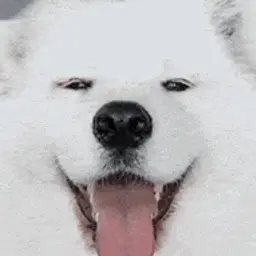 tomas1