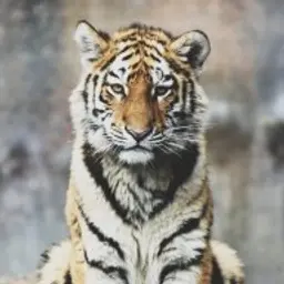 LEON4IL