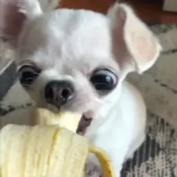 SAFDAFGAG