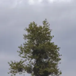 avladek