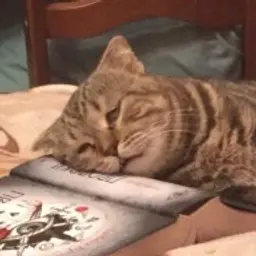 r4mok4nesu