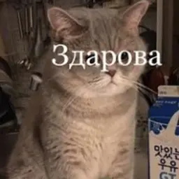 BelyashGa