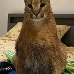 Victumm