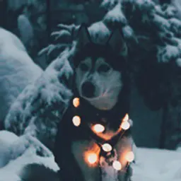 Dogger_inactive