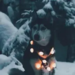 Doggiers
