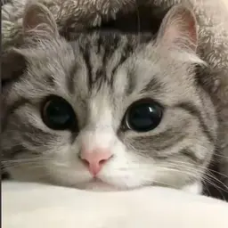 togzik