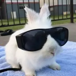 Skralinn
